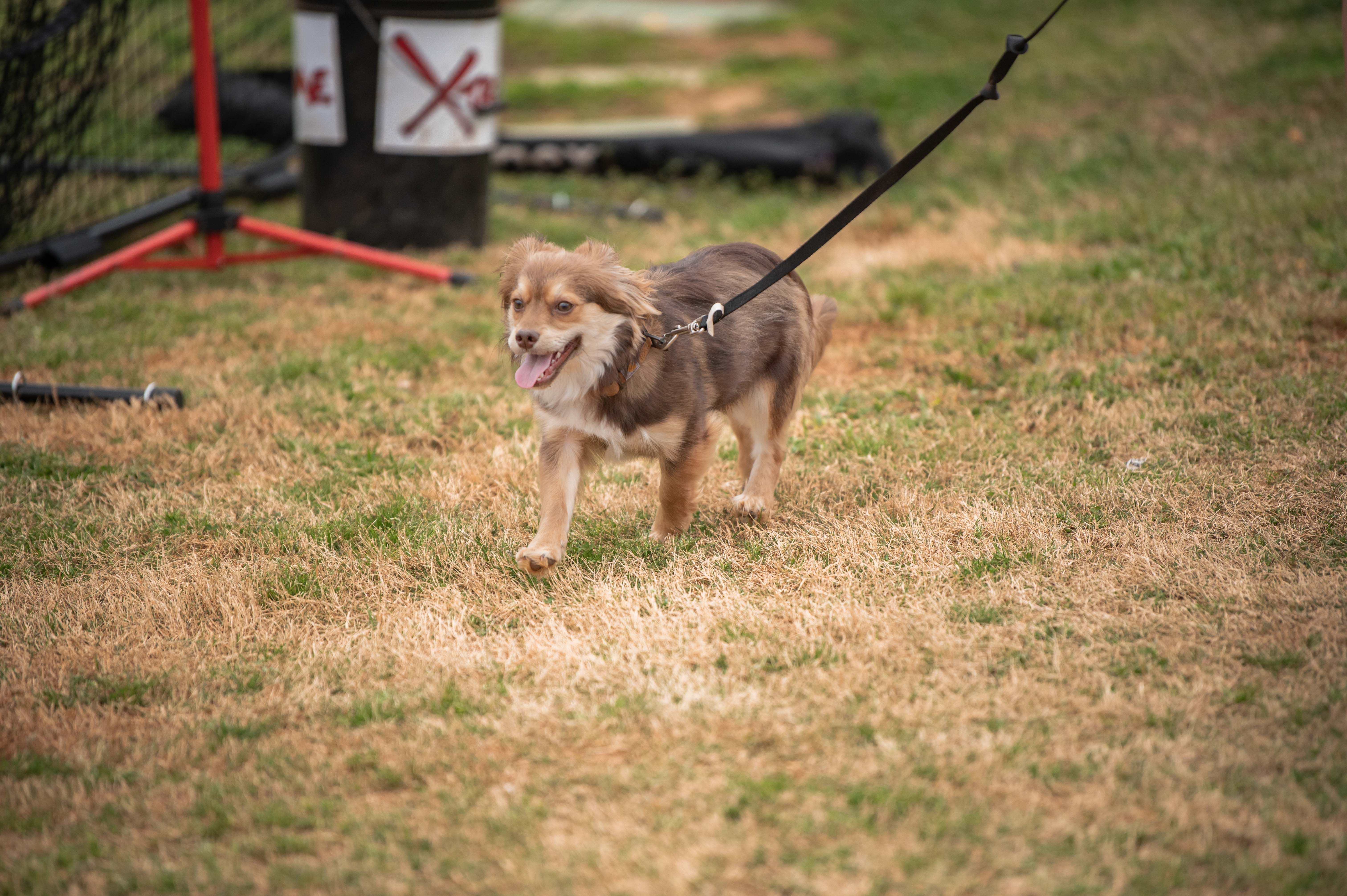 Supporting Aging Pets Naturally: Mobility, Cognition, and Vitality